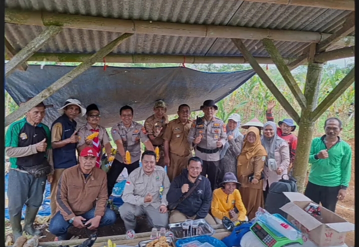 KELOMPOK TANI LANDEUH LAKSANAKAN PENGEMBANGAN  JAGUNG HIBRIDA
